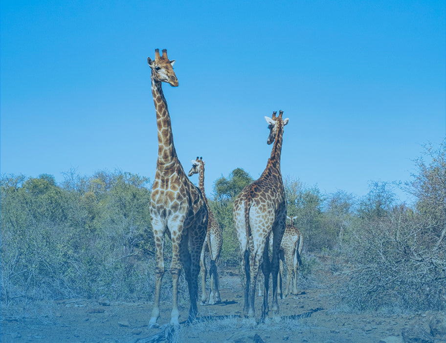 South Africa 1GB 7 Days